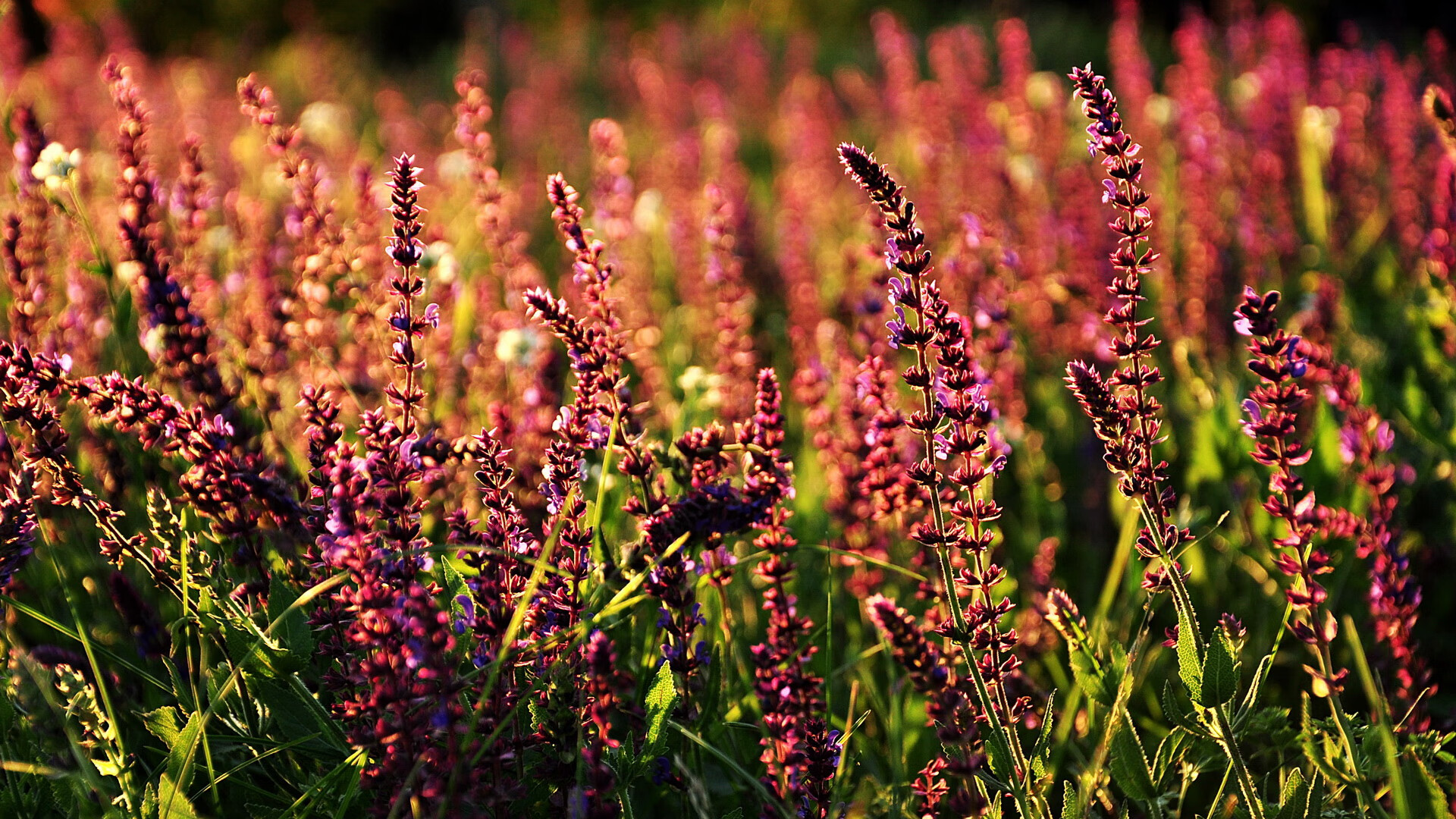 【比赛现场揭秘】裁判怎样判罚犯规?规则细节视频拆解,裁判怎么判罚